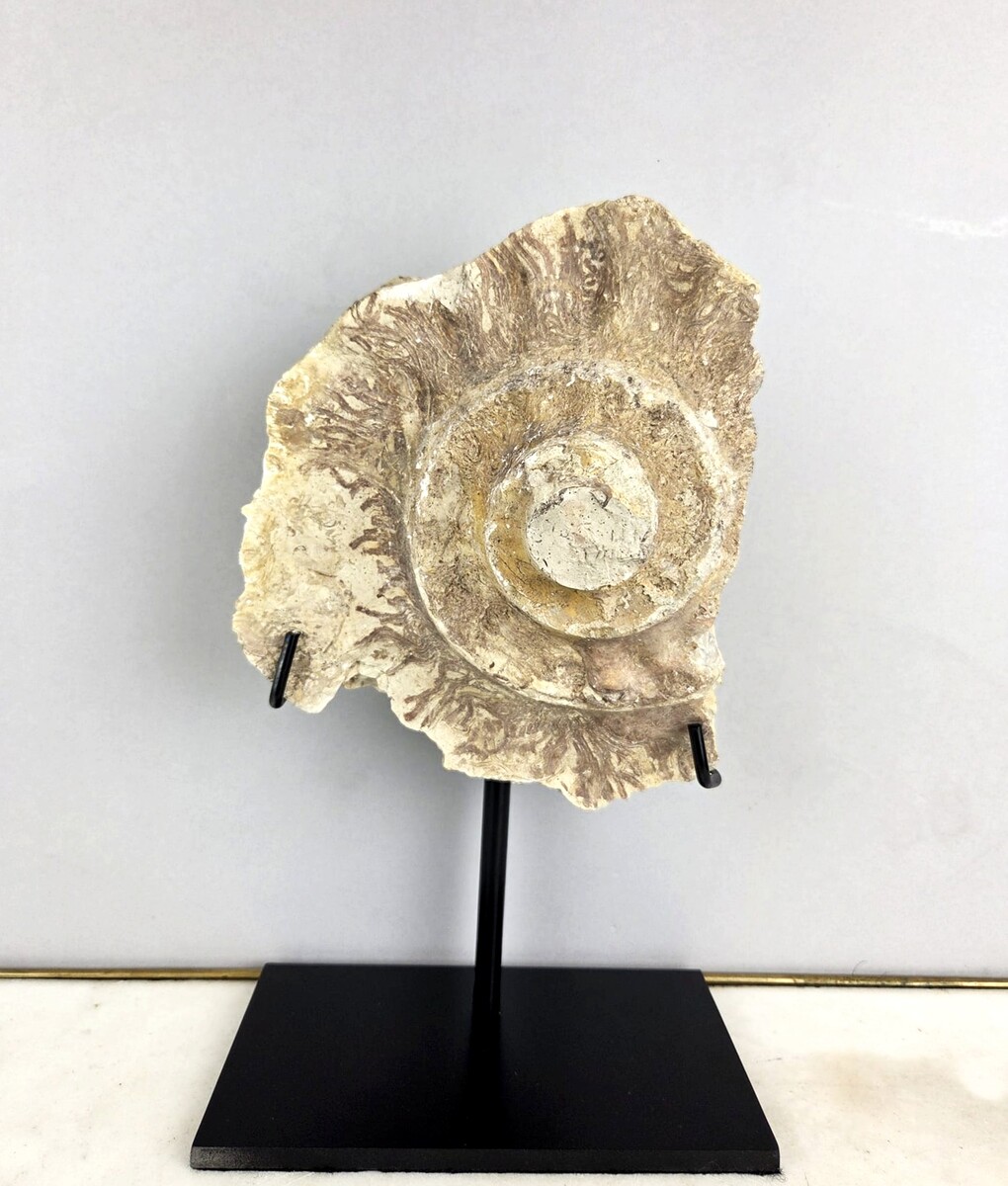 Ammonite fossil