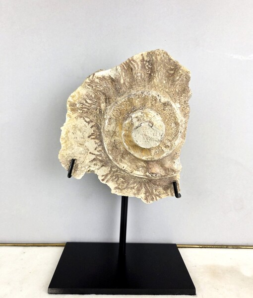 Ammonite fossil
