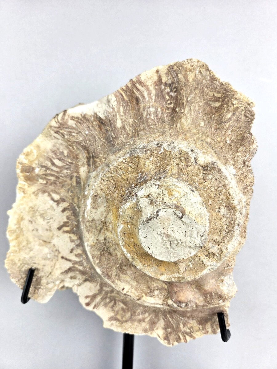 Ammonite fossil