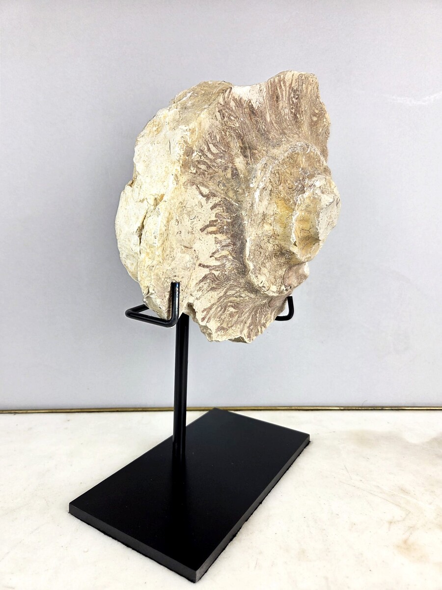 Ammonite fossil