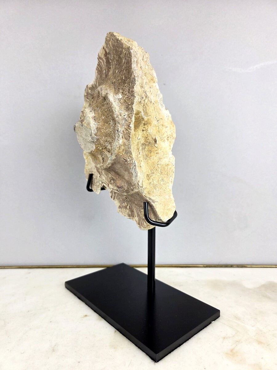 Ammonite fossil
