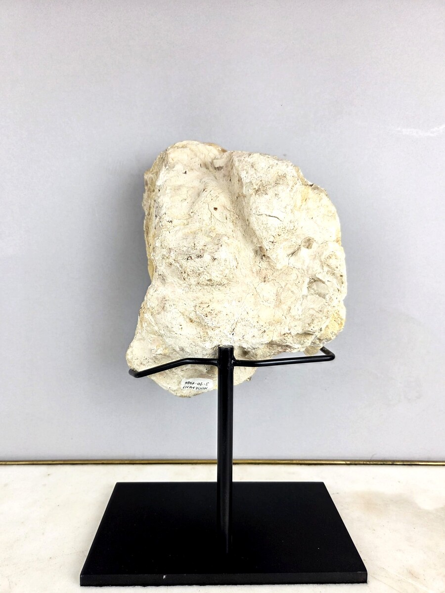 Ammonite fossil