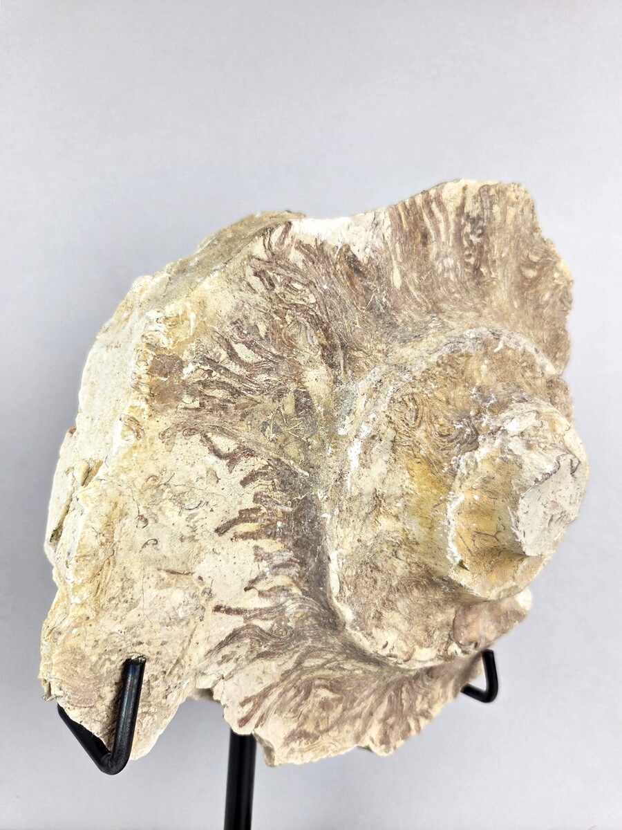 Ammonite fossil