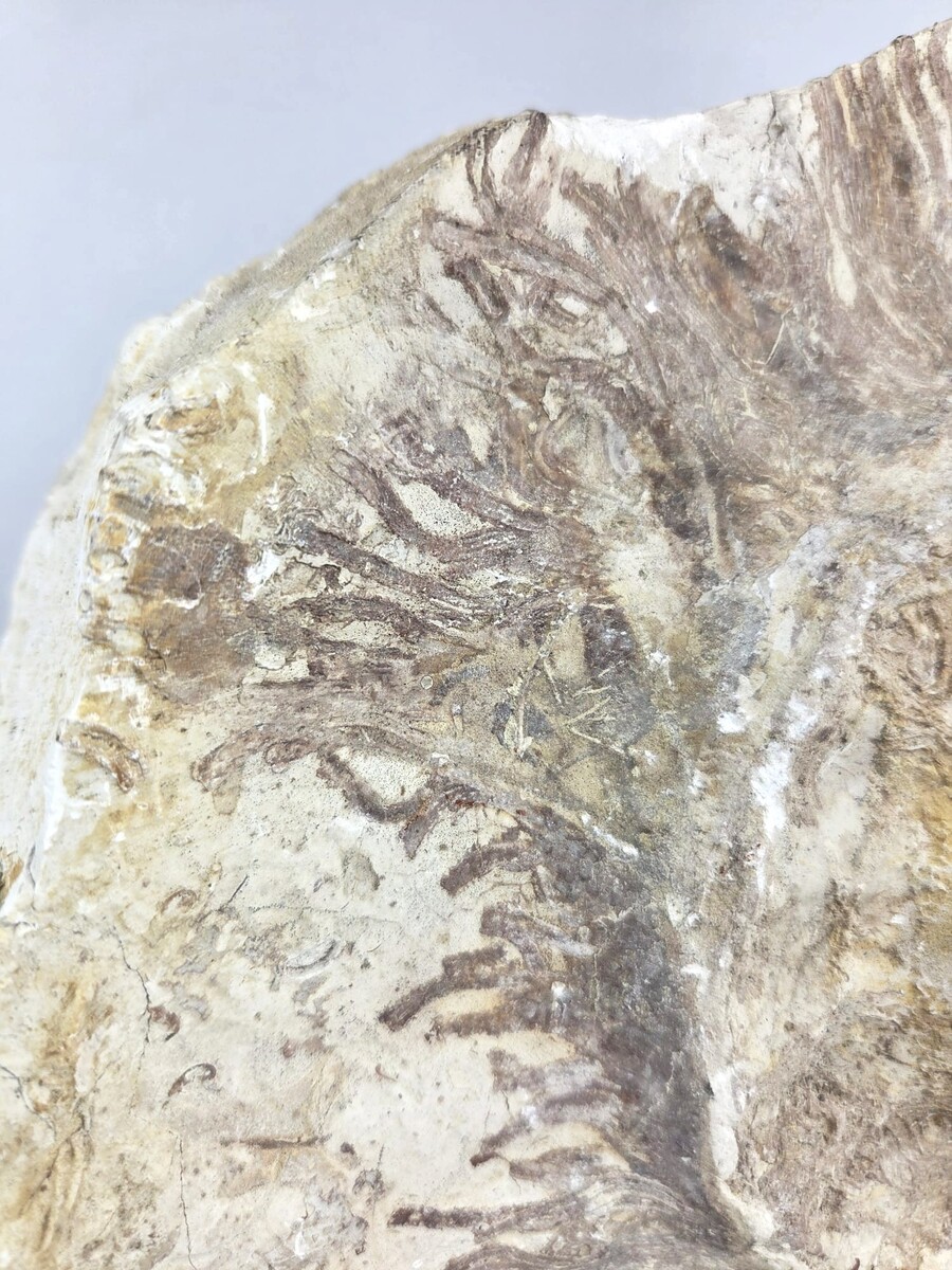 Ammonite fossil