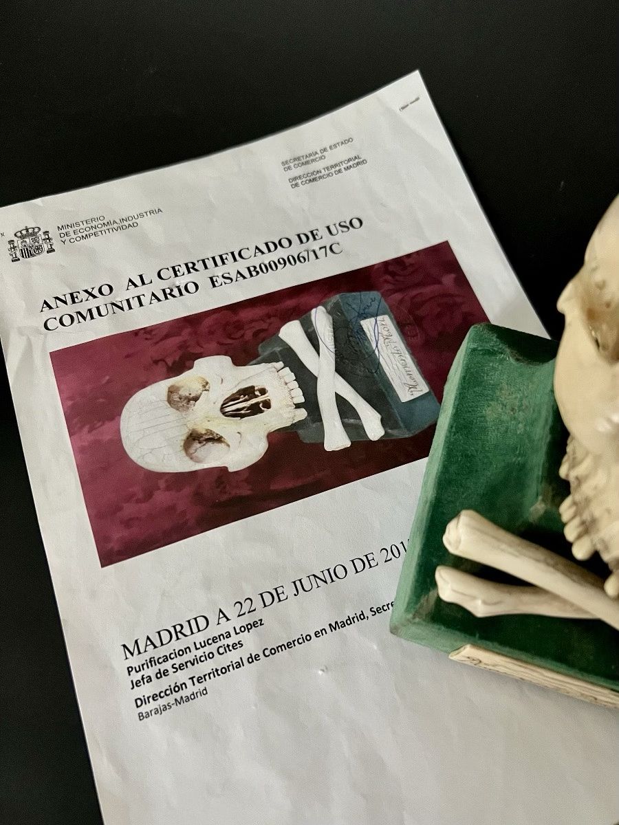 Ivory skull, Memento Mori, circa 17th 