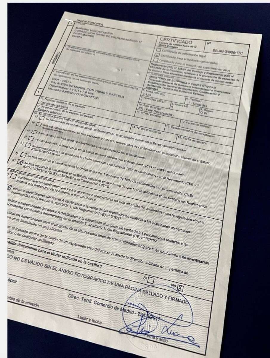 Ivory skull, Memento Mori, circa 17th 