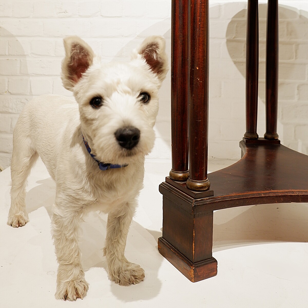 Mahogany tripod Pedestal table 