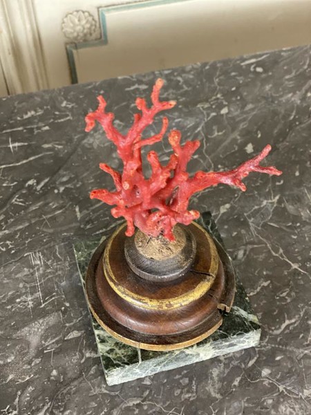 Red coral on a turned wooden base, green marble base
